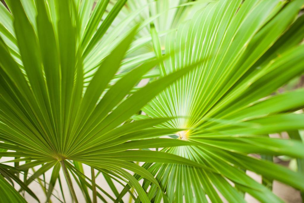 Villa Los Mangles Boutique Hotel Isla Holbox Ngoại thất bức ảnh